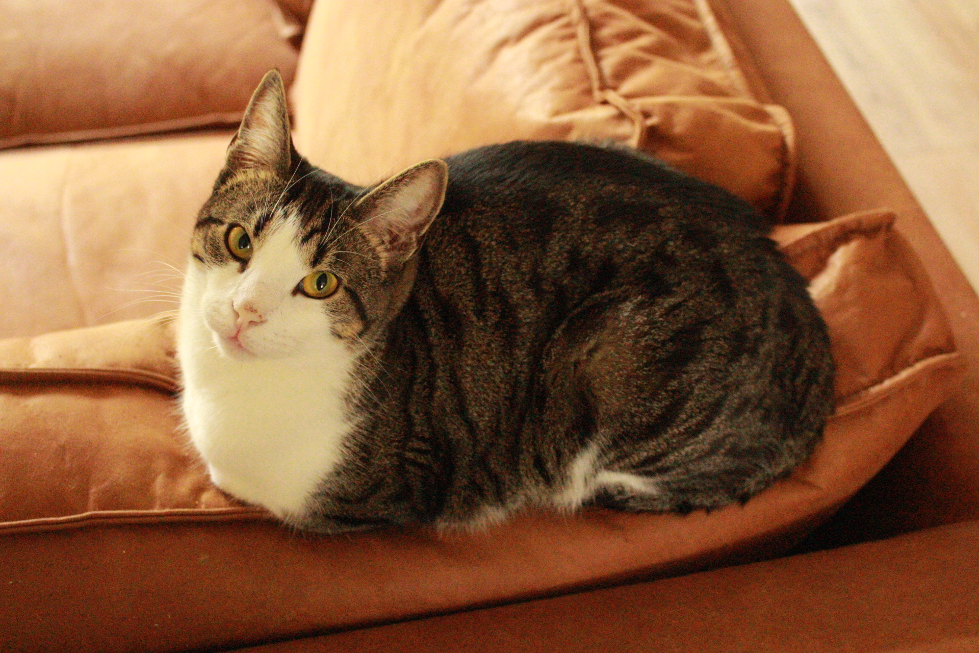 Cat 1