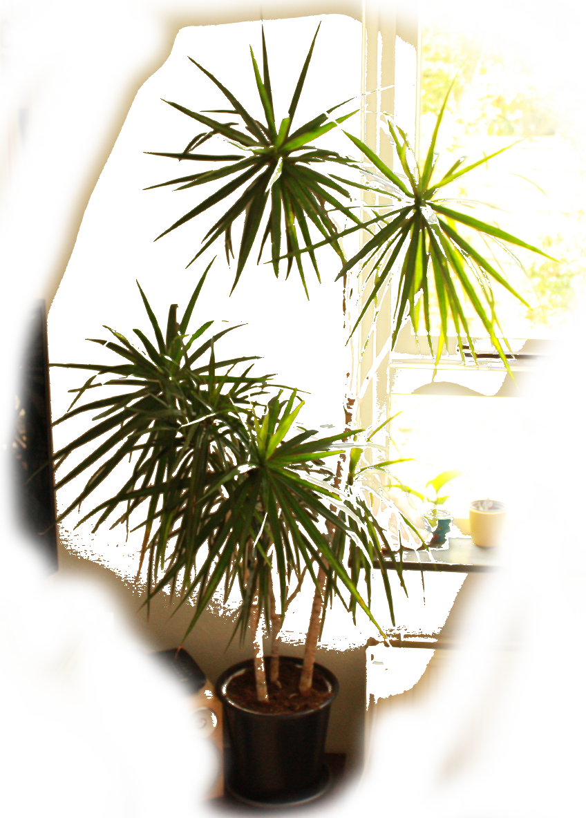 test image